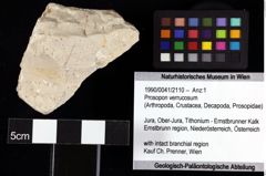 Foto (Objket + Etiketten) von Prosopon verrucosum 